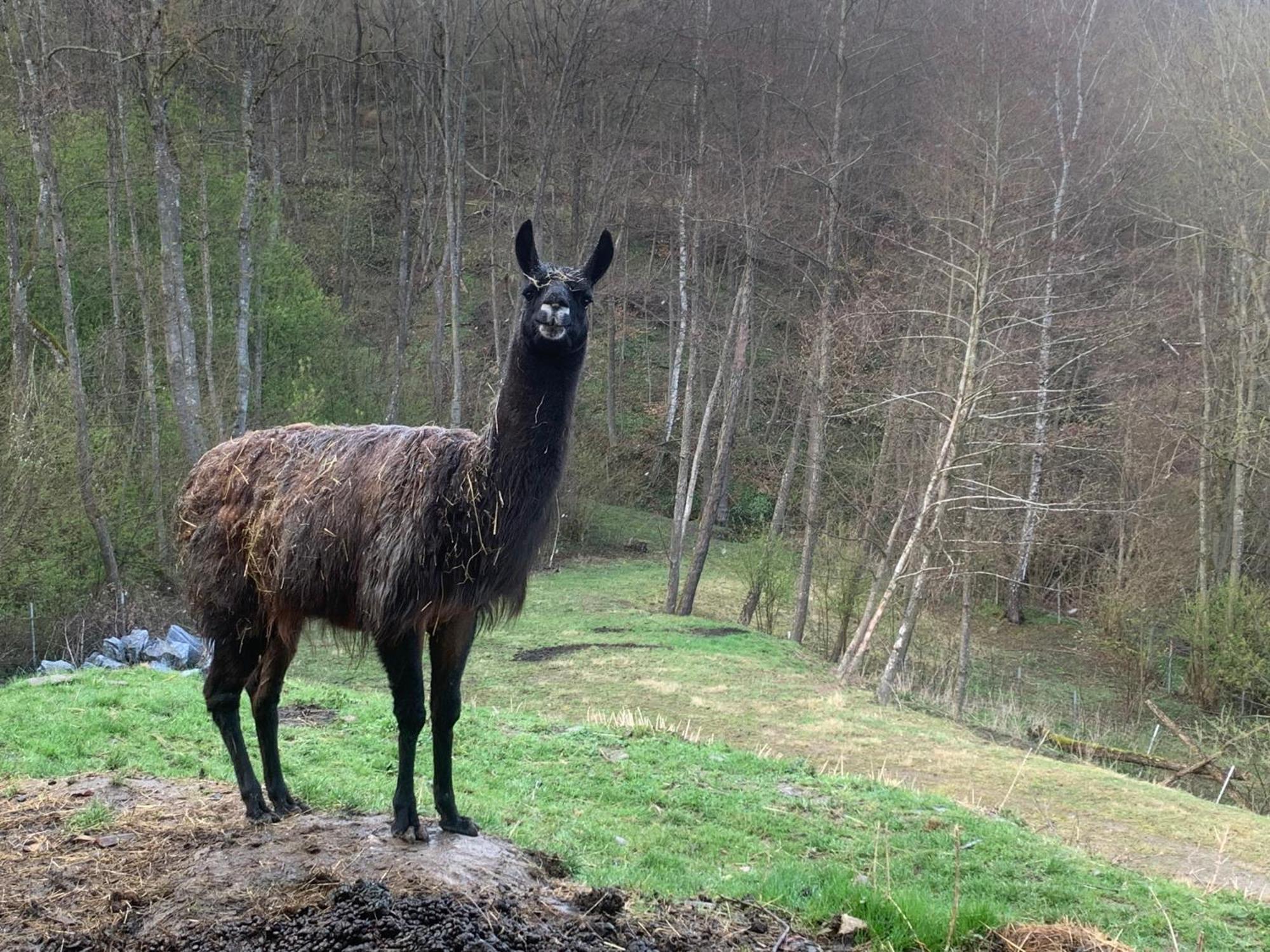 Pilgerrosenhof Lägenhet Maria Taferl Exteriör bild